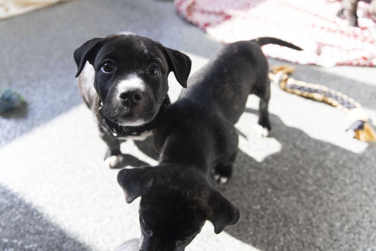 PAWS hopes the new renovations and expanded capacity can save pets from Chicago and beyond from euthanasia.